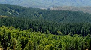 https://www.renovablesverdes.com/la-estadistica-forestal-y-su-papel-clave-en-la-gestion-de-los-montes/